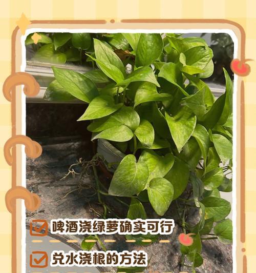 以水养绿萝的正确方法
