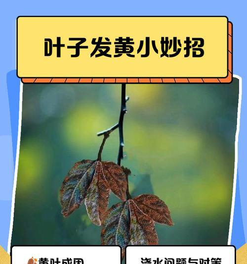 仙人掌叶片发黄的原因和处理方法（仙人掌叶片发黄，如何挽救？）