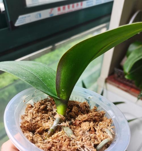 如何浇水让蝴蝶兰花更旺盛（蝴蝶兰花浇水的正确方法及注意事项）