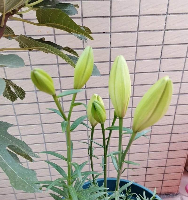 百合施肥过度的危害及防治措施（百合施肥过度的原因与影响、合理施肥的方法）