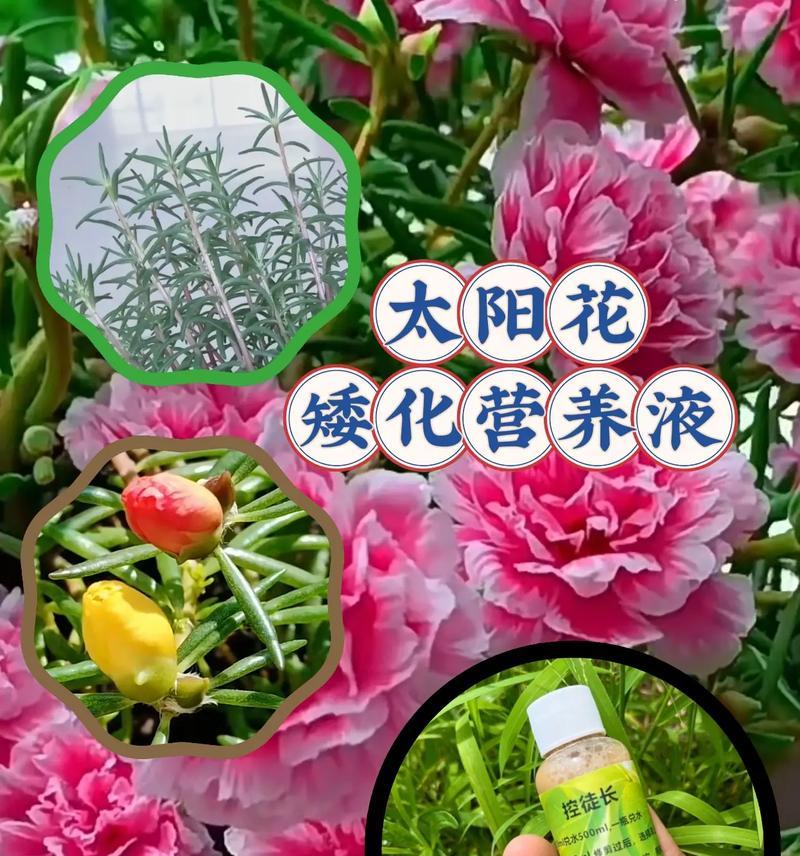 以花的培养液制作方法及使用技巧（简单易行的制作培养液方法，让花儿更加茁壮成长）