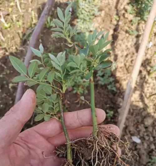 蔷薇种子的种植方法与注意事项（从种植到绽放，掌握蔷薇的种植秘籍）