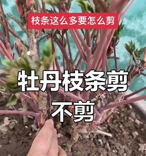 牡丹修剪技巧（从开花后的修剪到根部整理，教你轻松掌握牡丹修剪的要点）
