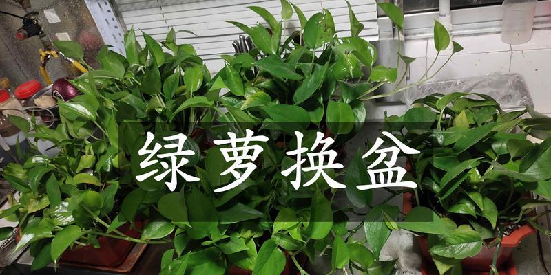 绿萝移栽后怎么处理软枝问题（解决绿萝移栽后枝条变软的实用方法）