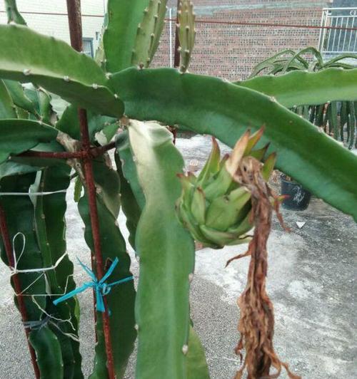 火笼果为什么不开花？（揭开火笼果不开花的原因及解决方法）