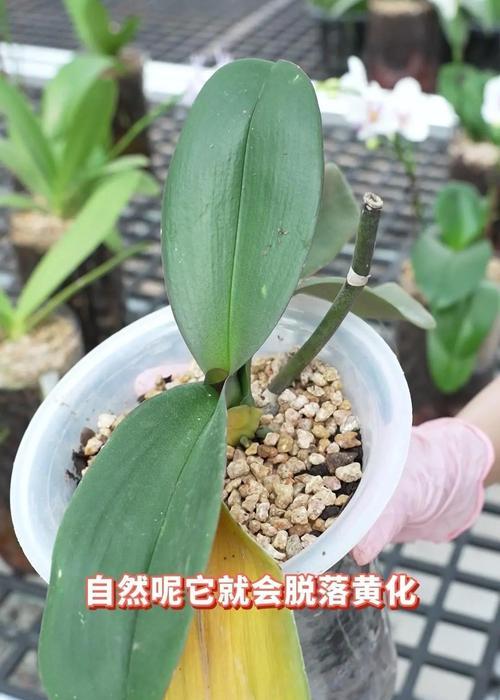 蝴蝶兰黄叶处理指南（如何有效处理蝴蝶兰叶子变黄问题）