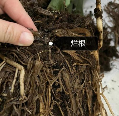 如何正确浇水，让烂根的金钱树重新焕发生机（金钱树烂根处理后的浇水技巧及注意事项）