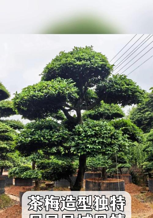茶梅枝条老化的原因及解决方法（茶梅枝条老化的危害及保养技巧）