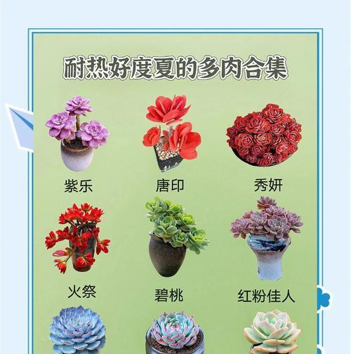 多肉小松养护指南（打造盛开的多肉花园）