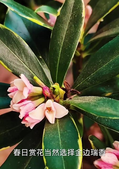 如何正确养护瑞香植物？（打造繁花似锦的瑞香花园）