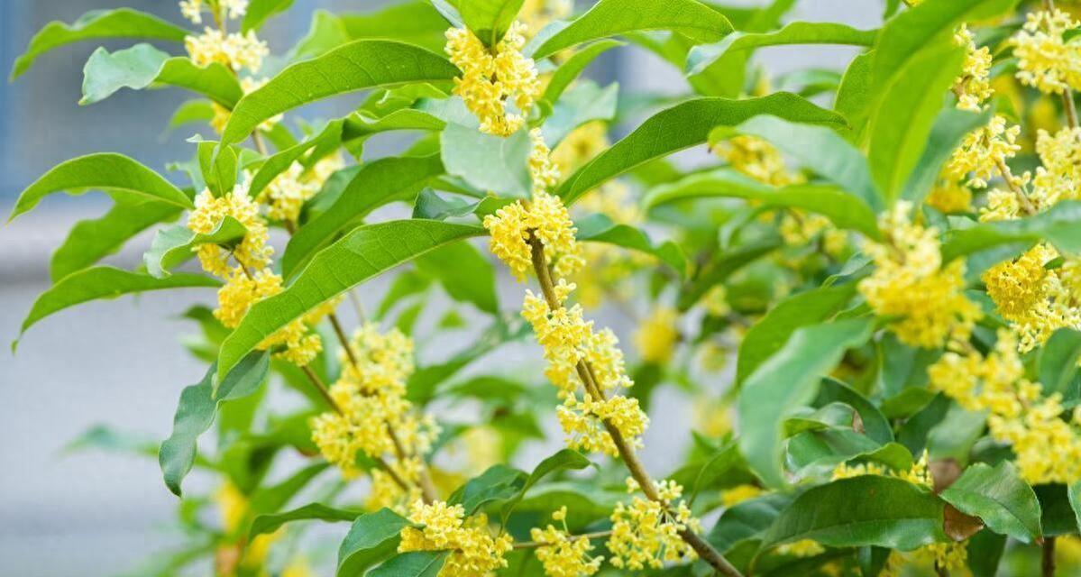 冬天养桂花的秘诀（一起来学习如何在寒冷的冬天正确养护地栽桂花吧！）