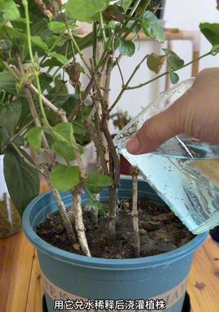 茉莉花干枯了怎么养？（挽救干枯的茉莉花，轻松恢复生机）