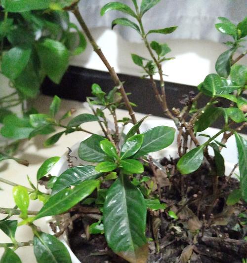 桅子花叶子变黄怎么办？（探寻原因，采取有效措施拯救桅子花）