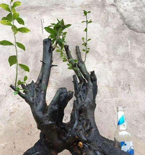 如何应对树桩假活问题（树桩假活原因及解决方法探究）