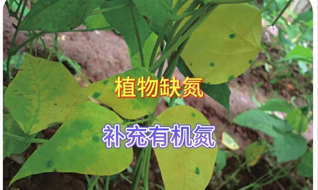 如何挽救绿竹发黄的情况