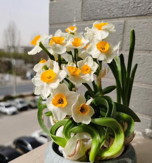 水仙花哑花状况的原因与治理方法（探究水仙花哑花现象，掌握科学的护理技巧）