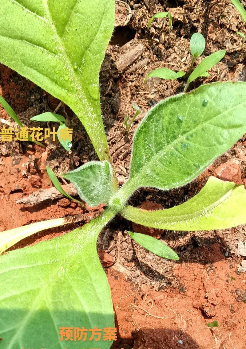 马铃薯花叶病的防治（症状及关键防治方法）