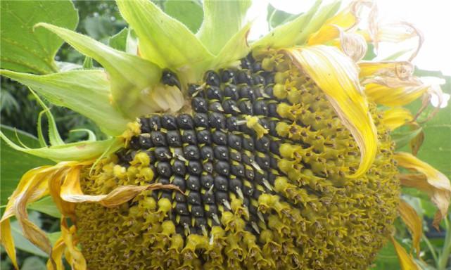揭秘葵花籽——果实还是种子？（种植学角度下的解析）