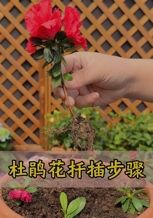 杜鹃花的养殖技巧详解（浇水要点及注意事项）