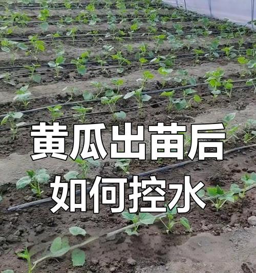黄瓜苗如何避免徒长？（防止黄瓜苗徒长的方法以及徒长的危害）
