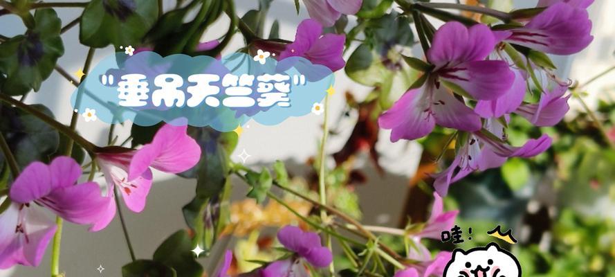 垂吊天竺葵扦插的技巧与方法（以垂吊天竺葵如何成功繁殖？）