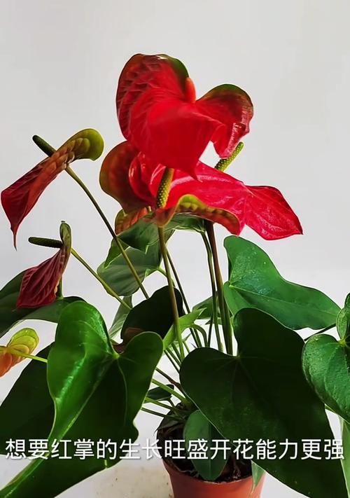 红掌开花时间及特点（了解红掌花期，更懂花的魅力）