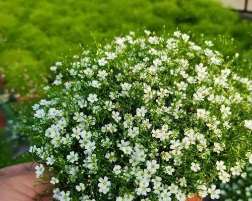 延长满天星鲜花寿命的关键技巧（以满天星鲜花怎么养更长久，从日常护理到环境调节全面指导）