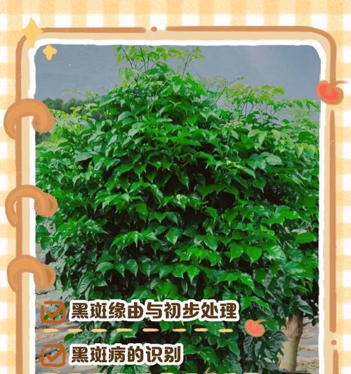 如何治疗榕树叶子上的黑点病害（榕树叶子黑点病害的成因、预防与治疗方法）