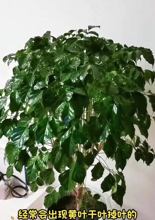 秋天来了，平安树的落叶让人心生惆怅（平安树落叶的原因及寓意解析）