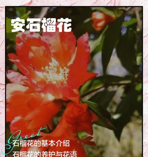 石榴花开放的时间和方法（掌握石榴花的开花时间，让你的石榴树成为一个开花的美景）