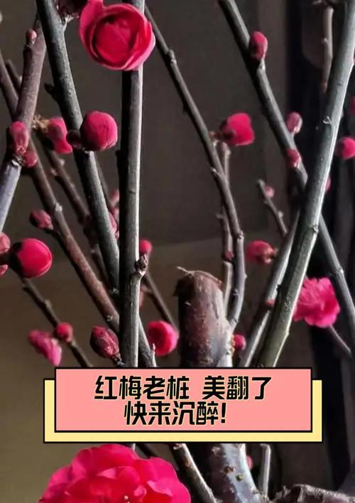 红梅树的冬季养护之道（让红梅树在寒冷的冬天绽放美丽的花朵）