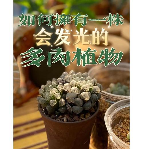 玉露锦多肉的养殖技巧（打造独特多肉花园的关键——玉露锦多肉的养护要点）