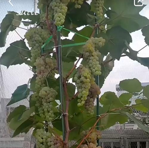 如何合理盆栽葡萄，让其安全度过寒冷的冬天（盆栽葡萄过冬的关键技巧及注意事项）