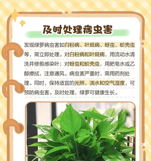 绿萝叶子发黄的原因及处理方法