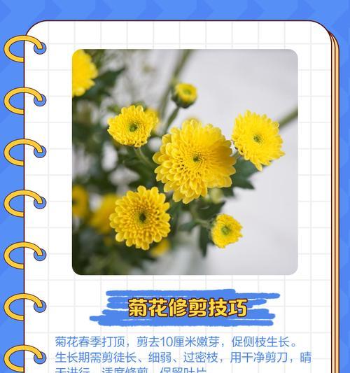 球菊开花后的修剪技巧（保持球菊健康美丽的秘诀与方法）