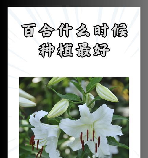 百合的种植与养护技巧（以百合为主题的种植指南，助你打造美丽花园）