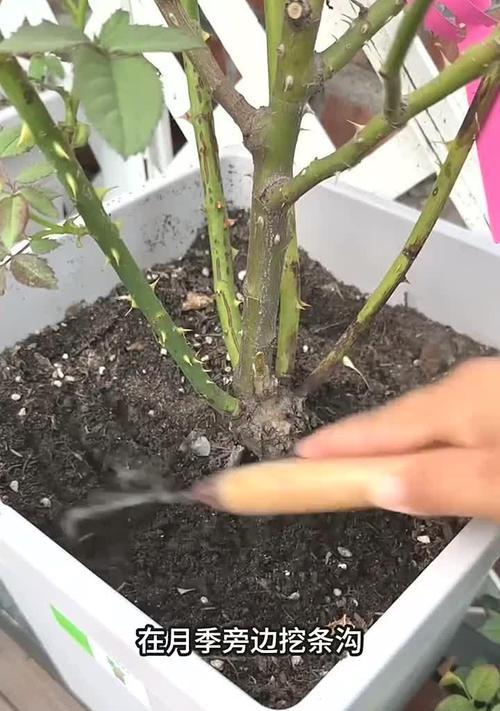 月季花叶有虫怎么办？（针对月季花叶上的虫害，我们可以采取以下措施来解决问题。）