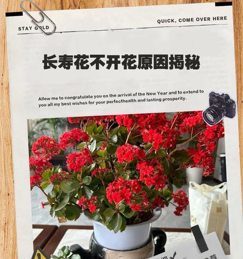 长寿花秋天不开花的原因及解决方法（为什么长寿花在秋天不开花？如何让长寿花在秋天绽放？）