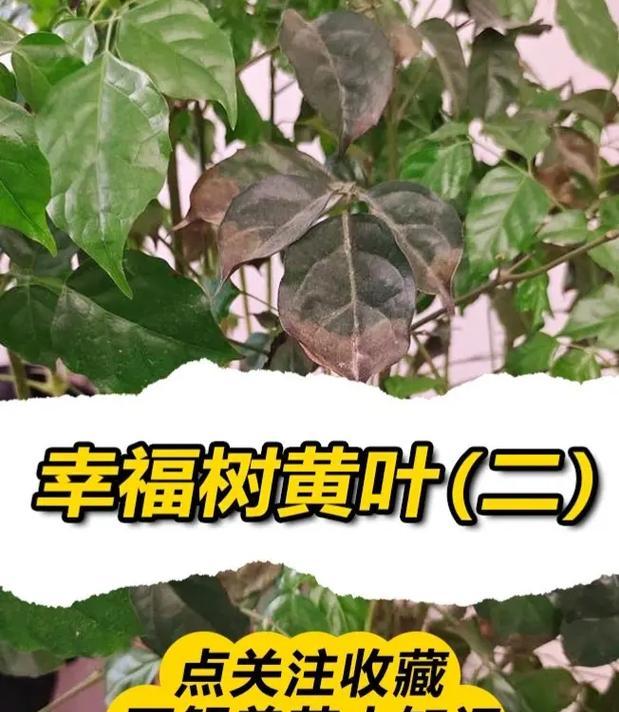 丁香花黄叶原因分析与护理方法（探讨丁香花黄叶问题的成因及相关的解决方法）