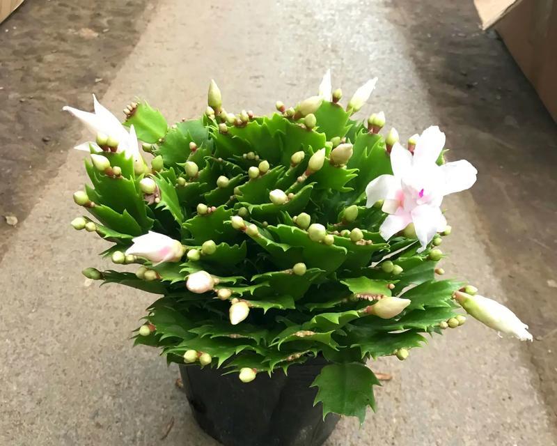 蟹爪兰叶室内养护大全（打造绿意盎然的室内花园，轻松养护蟹爪兰）