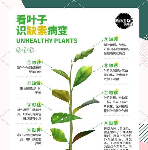 绿植叶子打卷的原因及解决方法（探索绿植叶子打卷的根本原因，以及如何有效解决问题）