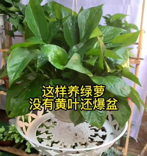 绿罗冬季浇水过多的补救方法（避免浇水过多，保护绿罗健康成长）