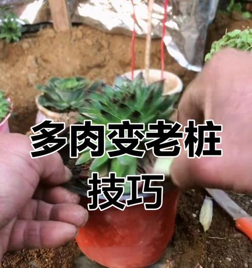 如何养成蓝石莲多肉老桩造型（打造精美多肉摆件，让生活更美好）