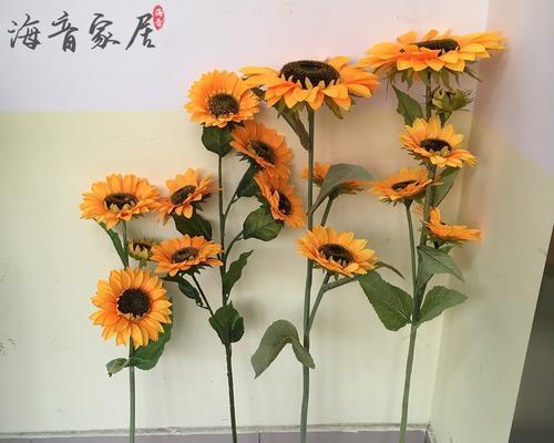如何正确放置向日葵（提高光合作用效率的关键技巧）