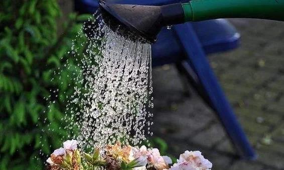 花椒水的神奇用途——浇花（以花养花，让你的花儿更健康）