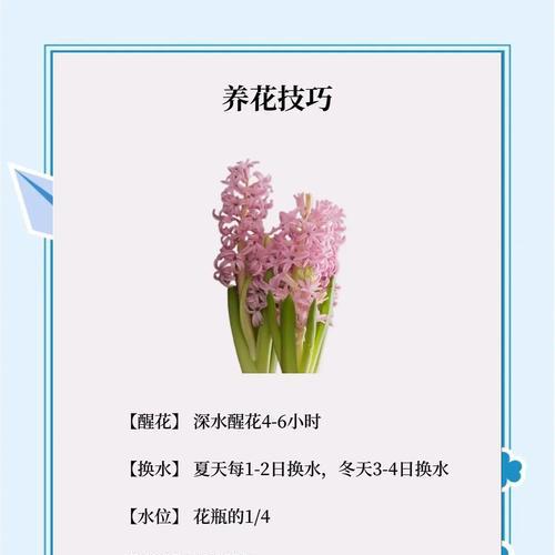 风信子开花温度是多少度？（探究风信子的最适开花温度和影响因素）