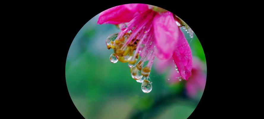 花叶掉落，应该怎么处理？（保护花叶，打造花园绿意盎然的秘诀）