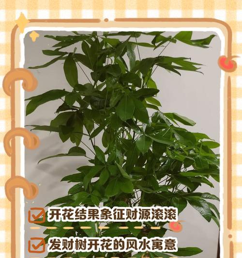 发财树的传说及其寓意（揭秘发财树的名字由来，探寻财富与幸福的内涵）
