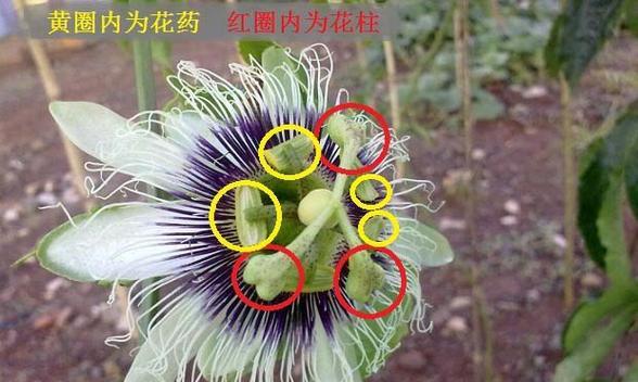 以耧斗花怎么授粉？（探索耧斗花的授粉机制及独特的传粉方式）