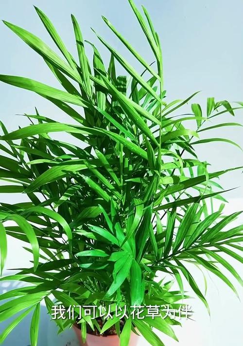 冬季茶花养护指南（打造美丽冬日花园的秘诀）